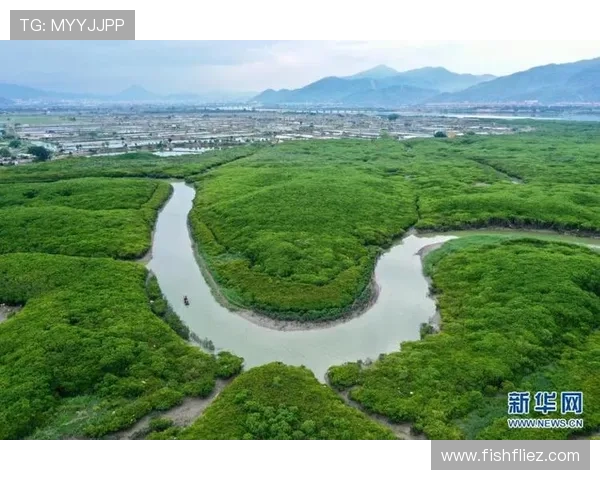 红树林娱乐：在自然保护区中享受多样化的娱乐活动，感受绿色生态的无限魅力